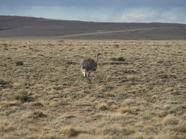 ../../Pictures/231209/059 Nandu.JPG